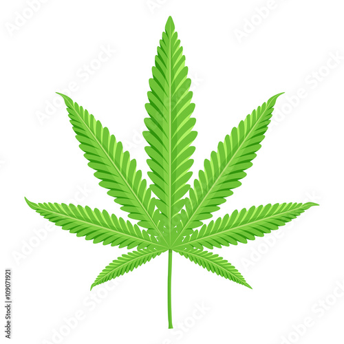 Cannabis vector illustration. Marijuana isolated on white background