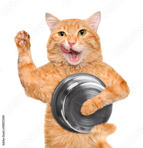 Fototapeta Naklejka Na Ścianę i Meble -  Hungry cat holding food bowl , isolated on white background.