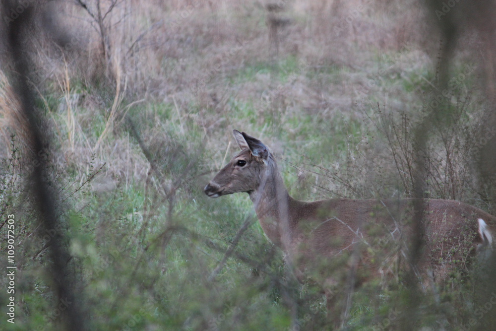 Obraz premium Missouri White Tail Deer