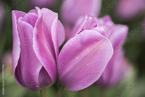 Macro closeup of pair of purple and lilac tulips © Andriy Blokhin