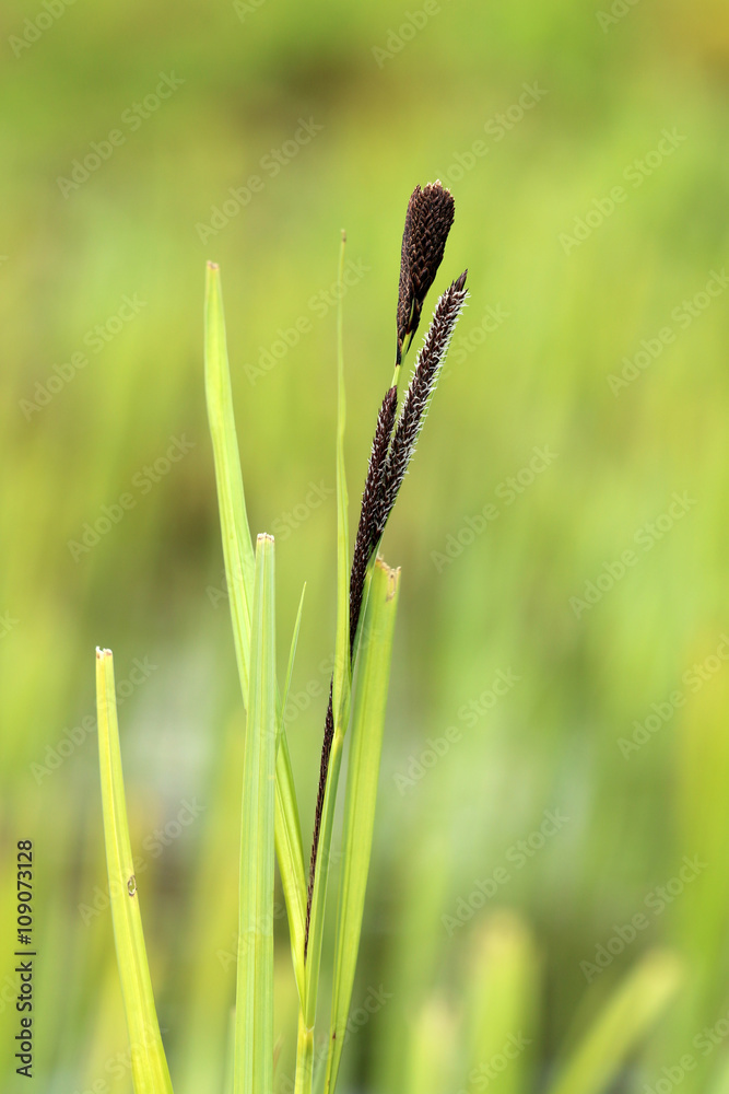 UferSegge StockFoto Adobe Stock