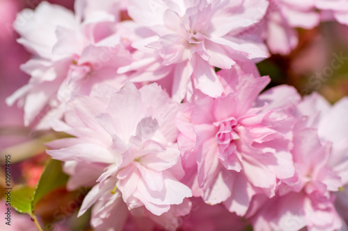 Sakura. Cherry Blossom in Springtime. Beautiful Pink Flowers © Vladyslav Bashutskyy