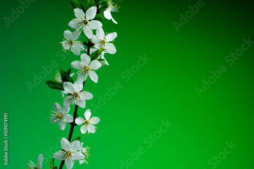 beautiful spring blossom on green background. studio shot