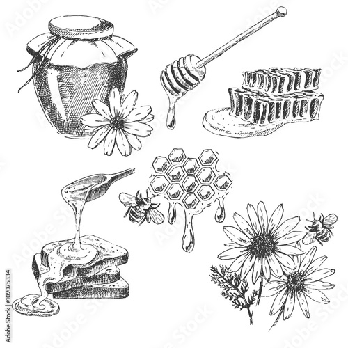 vector honey elements set. hand drawn jar, spoon, stick, cells, camomile. ink sketch of organic nature products