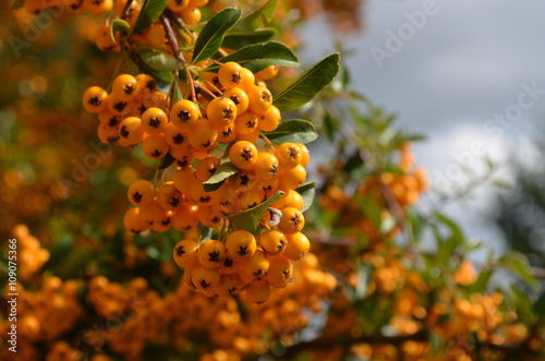 Orange berries of firethorn or pyracantha in a hedge © lembrechtsjonas