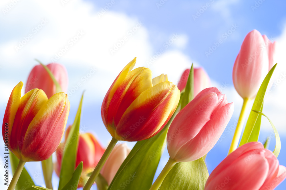 Flowers - beautiful tulips on blue sky background Flowers - beautiful tulips on blue sky background