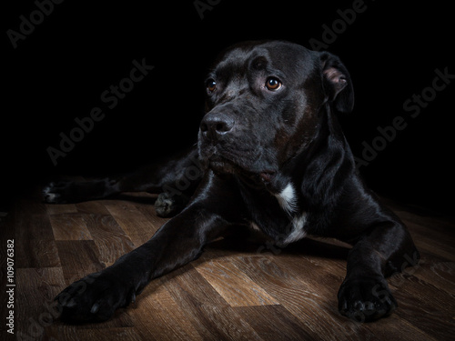 BlackDog_01