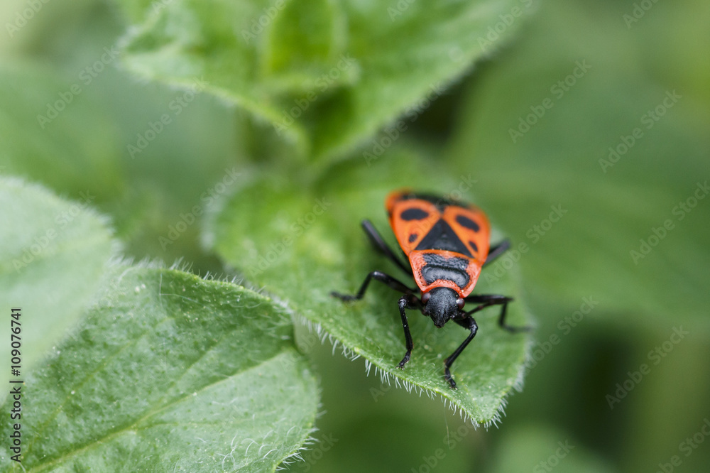 insect insect