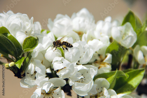 Bee taking pollen from white apple blossom