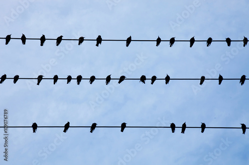 Birds sitting on wires 