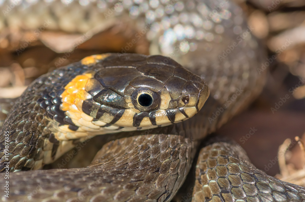 Grass snake close Grass snake close