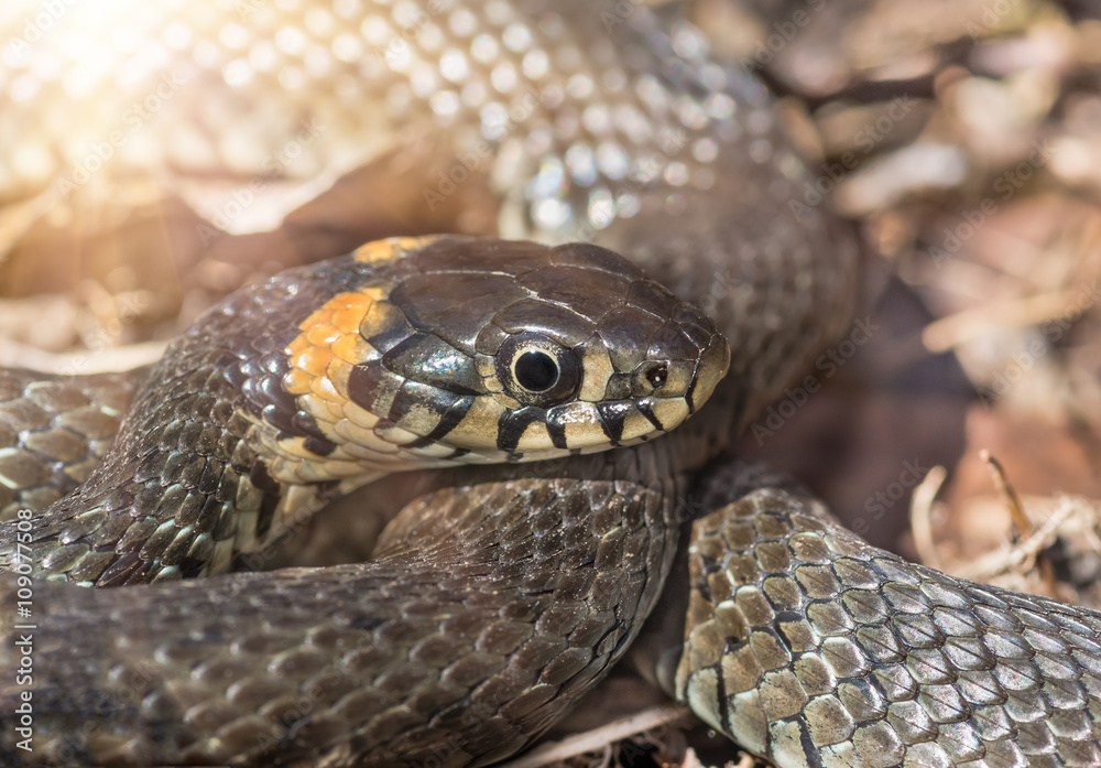 Grass snake close Grass snake close