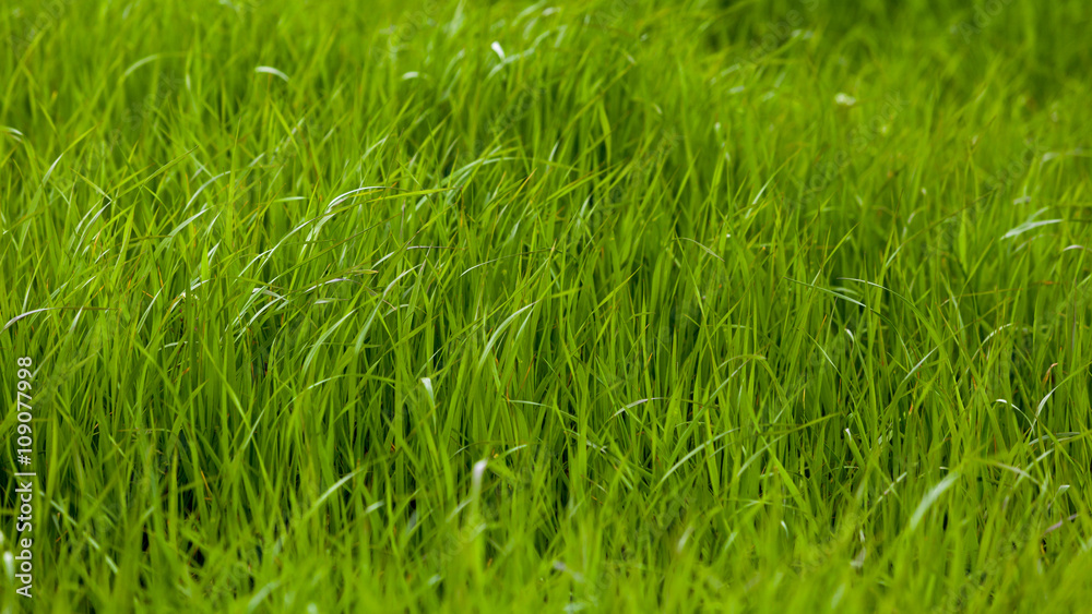 Background of a green grass. Green grass texture Background of a green grass. Green grass texture