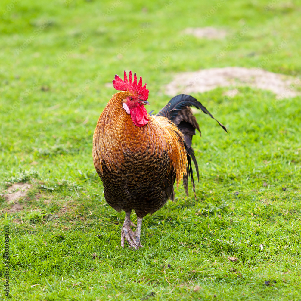 Fototapeta premium Rooster