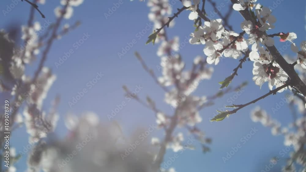 Apricot  branch blossom video flower spring sunlight glare nature landscape  