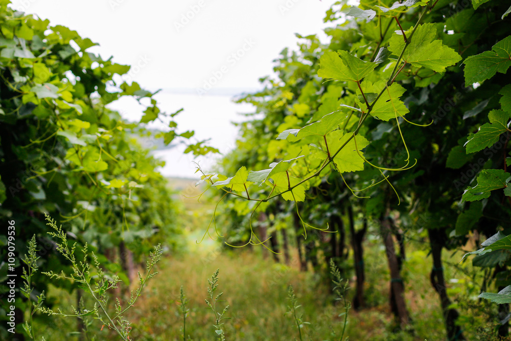 Winery Balaton, Hungary