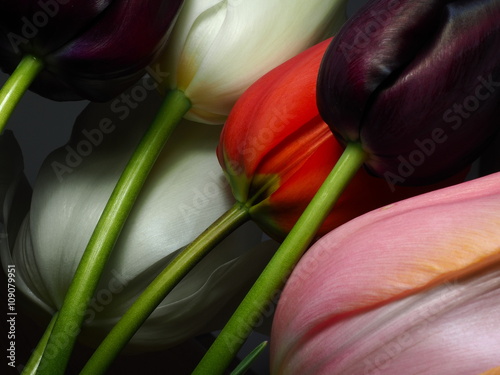Tableau sur toile Tulips low key showing green stems