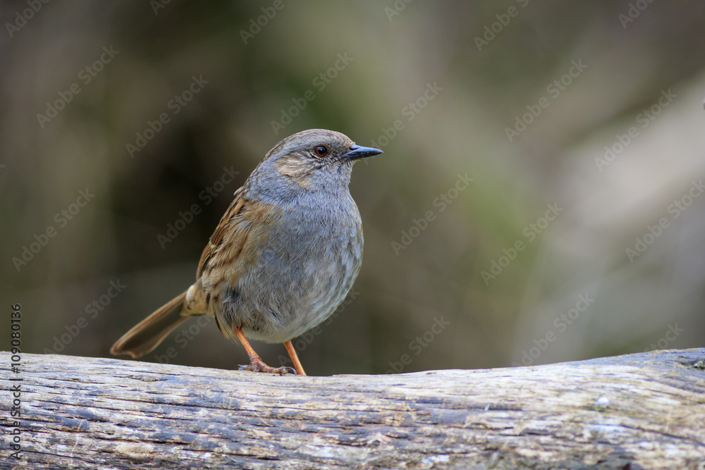Dunnock (Prunella modularis)