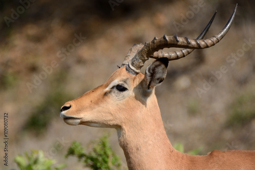 Impala ram sniffing the air signalling the start of the rutting season © robbyh