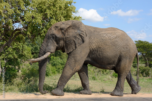 Lone African Elephant bull walking peacefully past on his own mission