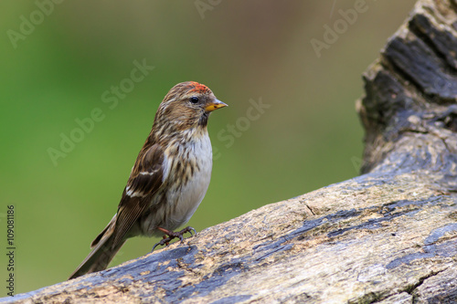 lesser redpoll  (Acanthis cabaret) photo
