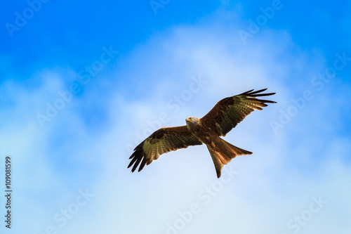 Red kite