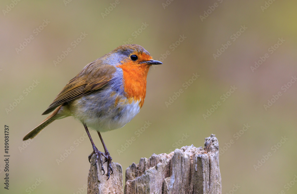 Robin (Erithacus rubecula)