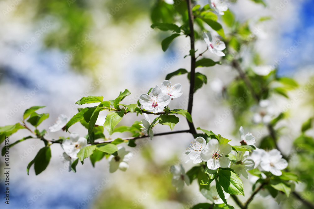 Orchard cherry blossom tree in spring outdoors