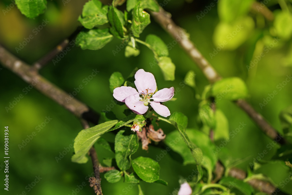 Orchard apple blossom tree in spring outdoors