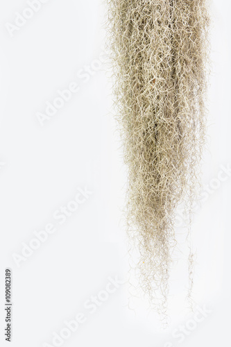 Spanish moss isolate on white background.