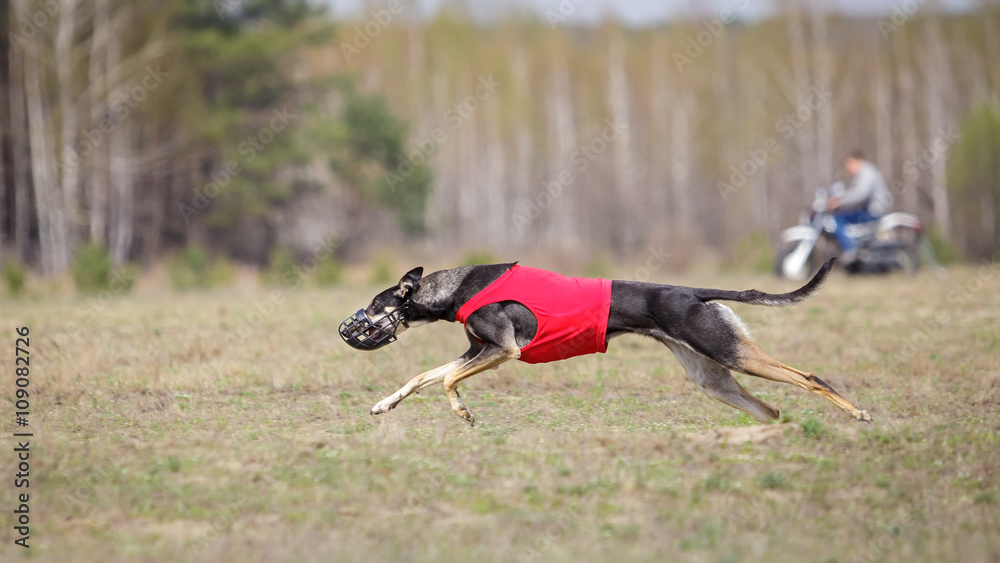 Hortaya borzaya dogs running. Coursing, passion and speed Hortaya borzaya dogs running. Coursing, passion and speed