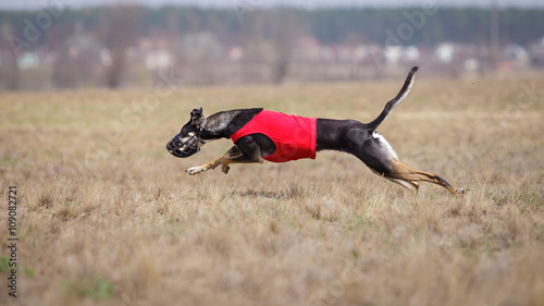 Hortaya borzaya dogs running. Coursing, passion and speed