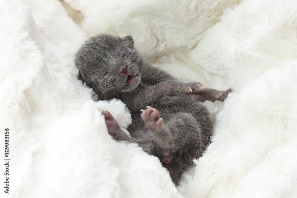 baby cat baby cat