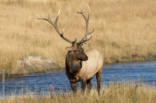 Bull Elk by a River