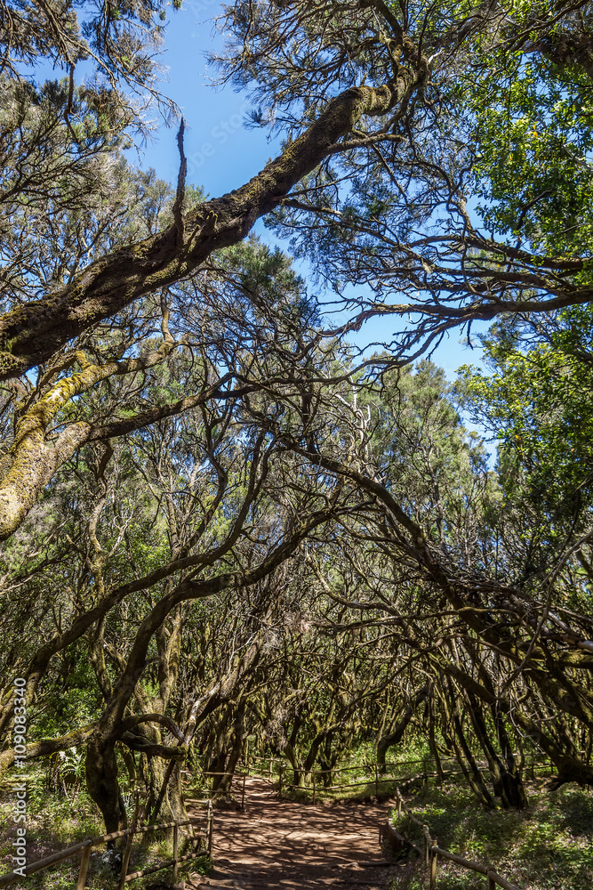 Garajonay Natural Nacional Park at La Gomera, Canary islands, Sp Garajonay Natural Nacional Park at La Gomera, Canary islands, Sp