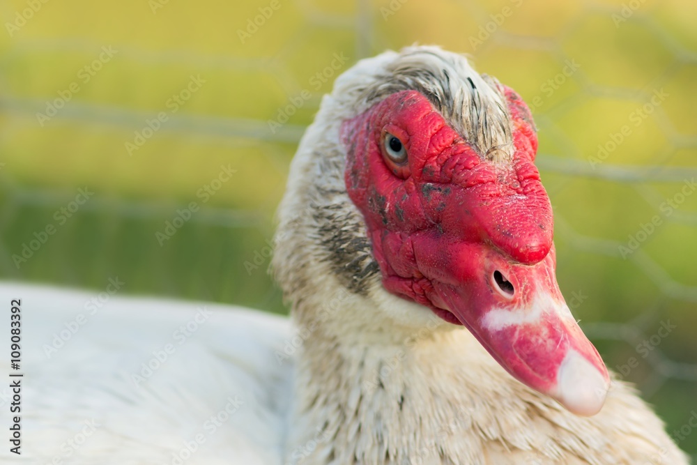 Portrait einer männlichen Warzenente / Portrait of a 

male wart duck