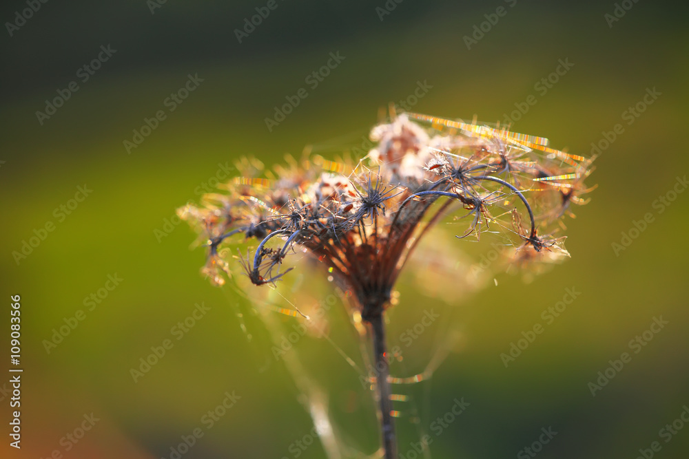 Dried flowers and plants on a background sunset. Dried flowers and plants on a background sunset.