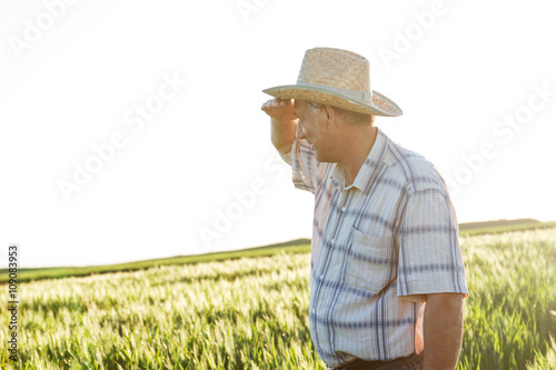 Senior farmer in a field examining wheat crop.