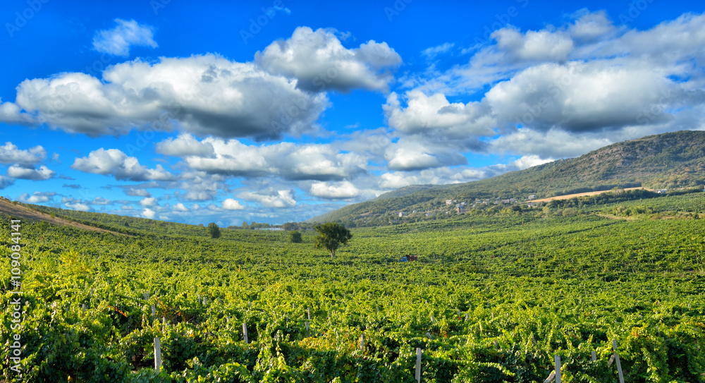 Fototapeta premium Vineyards in the mountains
