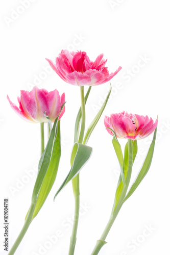Tulpen verschiedene rosa