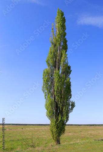 Fotografie, Obraz alone poplar tree