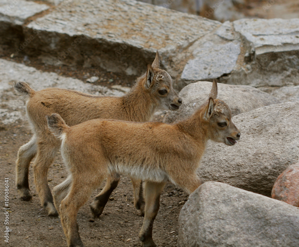 little baby goats on field in spring little baby goats on field in spring