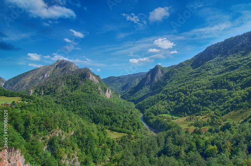 Mountain river Tara and forest in Montenegro