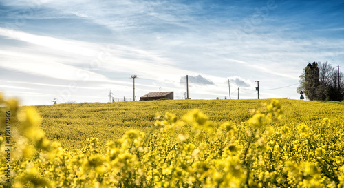 Campo di Colza in fiore