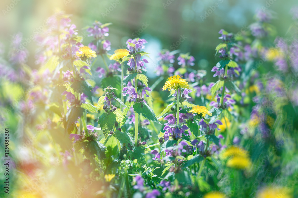 Obraz premium Purple flower and dandelion in meadow