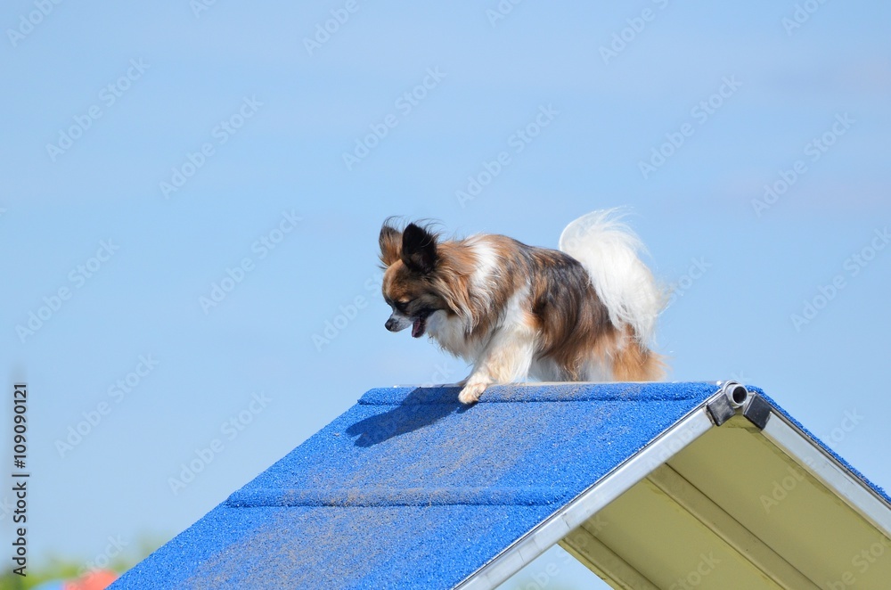 Fotografie Papillon at a Dog Agility Trial
