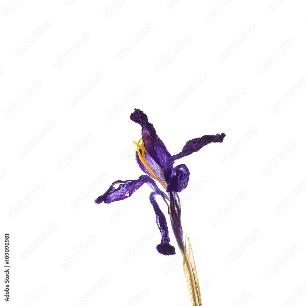 Obraz premium Dried crocus - Saffron