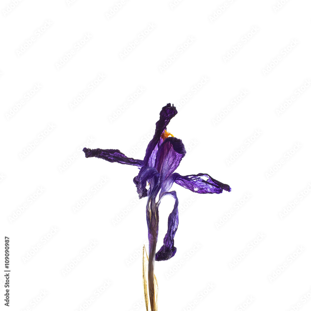 Obraz premium Dried crocus - Saffron