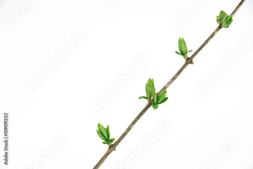 spring bud on tree twig isolated on white background