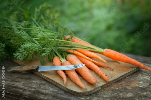 Fresh carrot crop in the garden outdoors